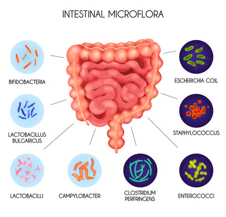 Realistic human internal organs intestinal microflora bacteria infographic with Escherichia coil staphylococcus enterococci clostridium perfringens lactobacilli and other descriptions vector illustrationのイラスト素材