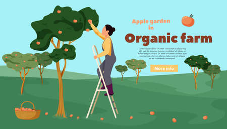 Organic farm flat background with outdoor landscape trees and woman gathering apples in garden with text vector illustrationのイラスト素材