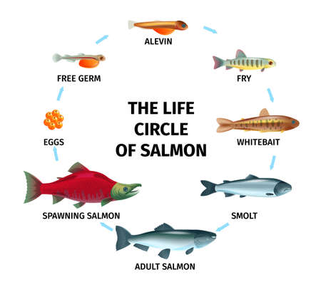 Round life cycle salmon composition with circle shaped flowchart and images of fishes of different age vector illustrationのイラスト素材