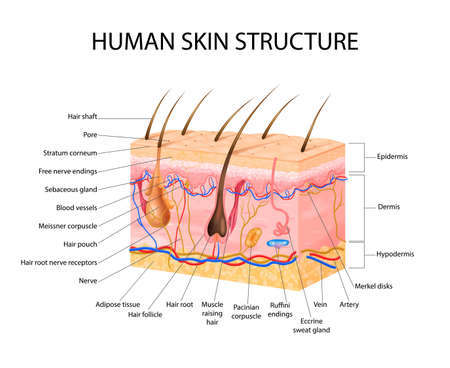 Skin sensory receptors concept with epidermis hair and dermis flat vector illustrationのイラスト素材