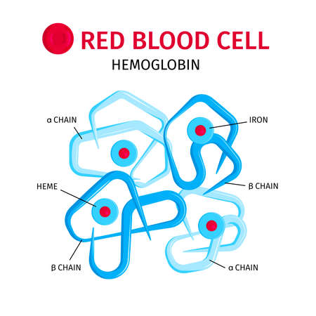 Red blood cells hemoglobin molecule chains and iron containing rings structure infographic composition vector illustrationのイラスト素材
