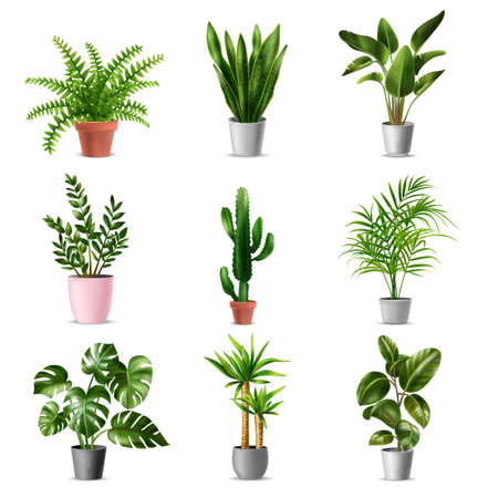 Green house plants set with potted monstera ficus cactus banana palm yucca against white background realistic isolated vector illustrationのイラスト素材
