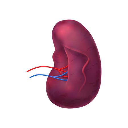 Realistic human internal organs anatomy composition with isolated image of spleen vector...
