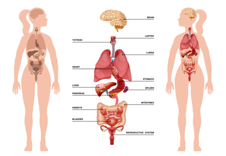Internal human organs infographic with womans body and internal organs from brain to reproductive system descriptions vector illustrationのイラスト素材