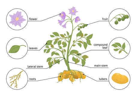 Potato flat infographics with view of full plant with text captions and round compositions of parts vector illustrationのイラスト素材