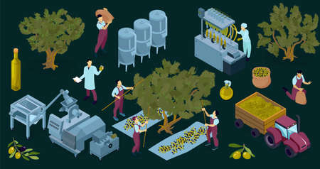 Set of isolated olive oil production color compositions of isometric trees workers industrial facilities and agrimotor vector illustrationのイラスト素材