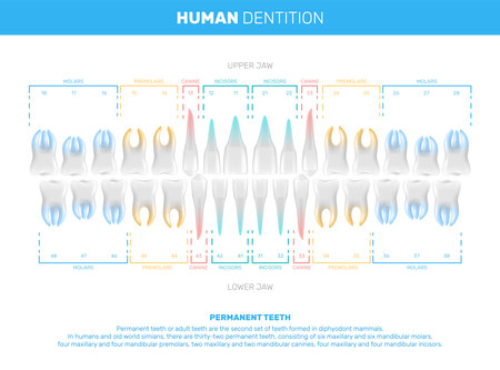 Human teeth realistic infographics with editable text captions and schemes of jaws rows with color code vector illustrationのイラスト素材