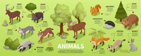 Isometric forest animal infographics with isolated icons of various fauna representatives with...