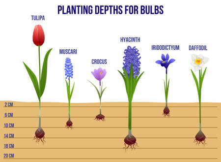 Spring flowers flat infographics with profile view of plant sprouts with roots editable text and...