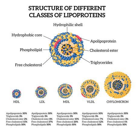 Lipoproteins cholesterol classes realistic set with shell and hdl symbols isolated vector illustrationのイラスト素材