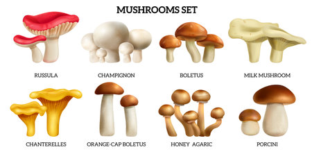 Mushrooms realistic horizontal set with honey agaric and porcine isolated vector illustrationのイラスト素材