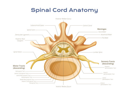 Vertebrae spinal cord anatomy infographics with profile view of meninges motor and sensory tracts with text vector illustrationのイラスト素材