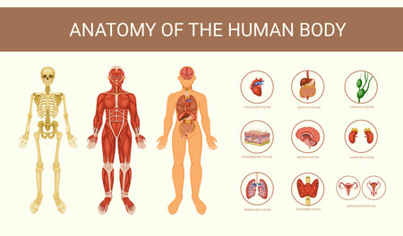 Human anatomy educative poster with skeleton internal organs and body systems flat vector illustrationのイラスト素材