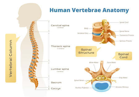 Vertebrae spinal cord anatomy infographics with set of isolated scientific images human body silhouette and text vector illustrationのイラスト素材