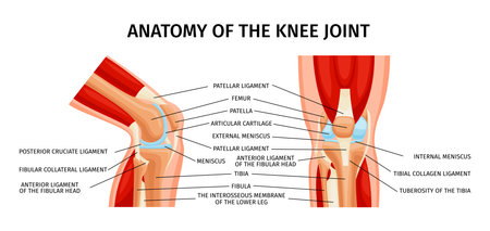 Healthy knee joint anatomy front and side view diagram realistic infographics with labelled parts vector illustrationのイラスト素材