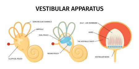Realistic anatomy ear vestibular system vertigo composition with isolated views of internal organs with text captions vector illustrationのイラスト素材