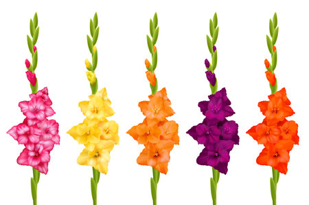 Beautiful gladiolus flowers of different colors realistic set isolated on white background vector illustrationのイラスト素材