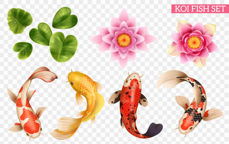 Realistic koi fish set with isolated icons of exotic fishes  and lake plants on transparent background vector illustrationのイラスト素材