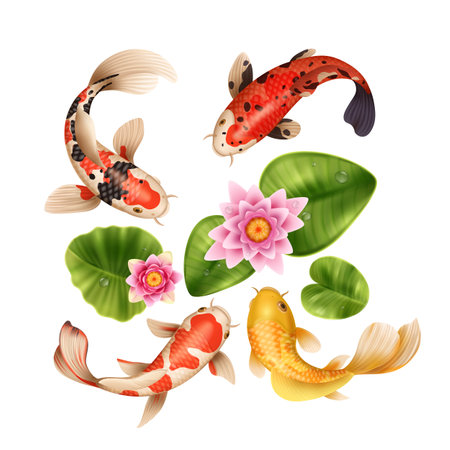 Realistic koi fish composition with top view of lake water lily flowers leaves and exotic fishes vector illustrationのイラスト素材