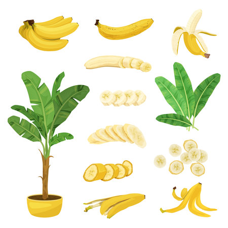 Banana flat set with isolated images of pot plant leaves and banana fruits with skin slices vector illustrationのイラスト素材