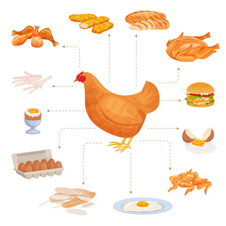 Chicken products flat composition with set of isolated poultry food pointing to image of farm hen vector illustrationのイラスト素材