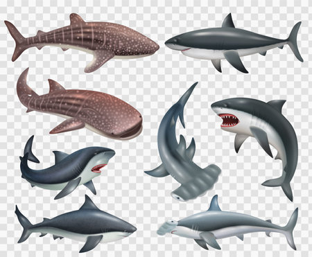 Realistic set of shark fish icons on transparent background isolated vector illustrationのイラスト素材