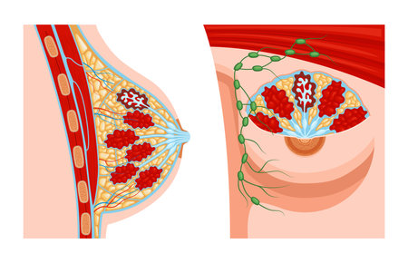 Realistic female breast anatomy set with two views of anatomic structure with profile views of veins vector illustrationのイラスト素材