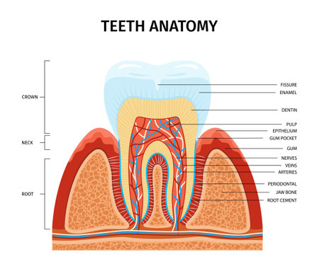 Teeth anatomy infographic composition with view of tooth growing from gum with text captions anatomic parts vector illustrationのイラスト素材