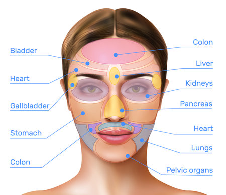Face mapping reflexology realistic infographics with massage zones marked on female face and names of internal organs vector illustrationのイラスト素材