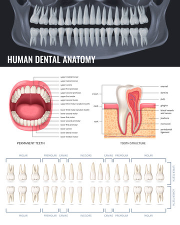 Human teeth realistic anatomy poster with jaw x-ray vector illustrationのイラスト素材