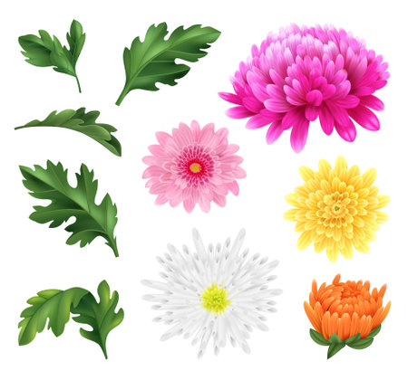 Realistic chrysanthemum flower icons set with blossoming heads and leaves isolated vector illustrationのイラスト素材