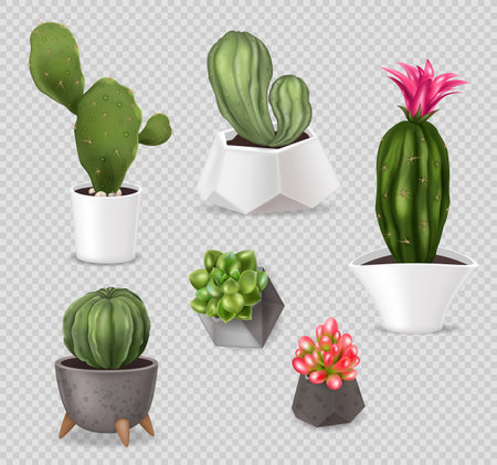 Realistic cactus pot set of isolated images with house plants in decorative pots on transparent background vector illustrationのイラスト素材