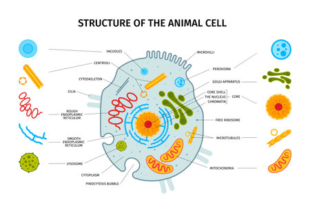 Cell anatomy horizontal composition with set of isolated colorful cell element icons with text captions pointers vector illustrationのイラスト素材