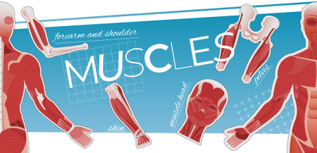 Muscle anatomy collage of flat icons with editable text captions and images of human body parts vector illustrationのイラスト素材