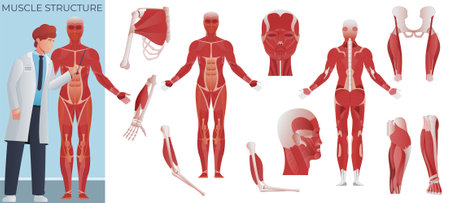 Muscle anatomy flat composition of doctor scientist with mussel body figure and set of isolated icons vector illustrationのイラスト素材