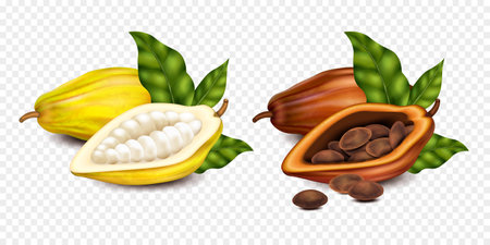 Realistic isolated compositions with ripe and unripe cocoa beans and green leaves on transparent background vector illustrationのイラスト素材