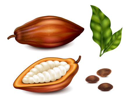 Cocoa beans and green leaf realistic set isolated on white background vector illustrationのイラスト素材