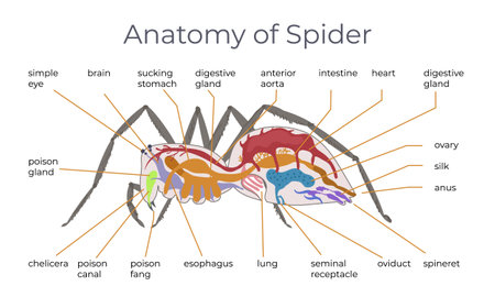 Spider insect flat infographic composition with anatomic view of spider with text captions pointing to body vector illustrationのイラスト素材