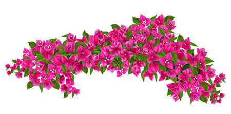 Blooming purple bougainvillea branch realistic illustration isolated at white background vector illustrationのイラスト素材