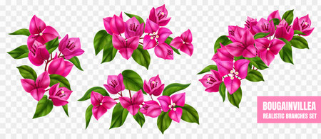 Purple flowering bougainvillea branches realistic set isolated at transparent background vector illustrationのイラスト素材