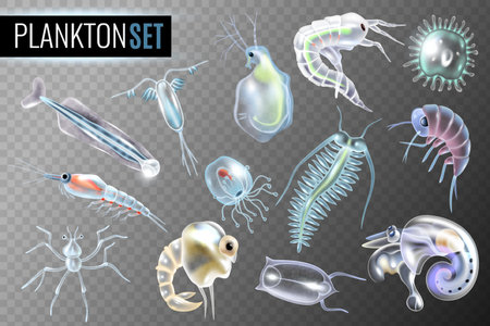 Plankton transparent set of daphnia amphipod  krill copepod phytoplankton underwater inhabitants isolated vector illustrationのイラスト素材