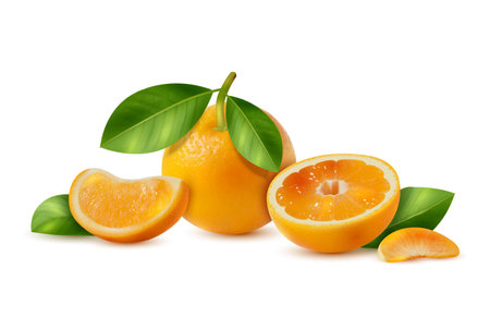 Realistic fresh juicy oranges with slices and green leaves against white background vector illustrationのイラスト素材