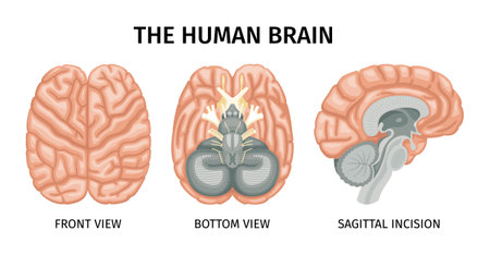 Brain anatomy set of isolated profile view images of brain with text captions on blank background vector illustrationのイラスト素材