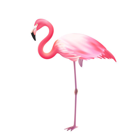 Pink elegant flamingo bird standing on one leg against white background realistic isolated image icon illustration vectorのイラスト素材