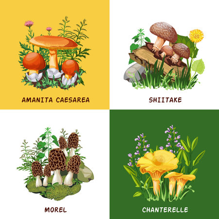Wild mushrooms 2x2 design concept set of shiitake chanterelle morel and amanita caesarea  compositions flat vector illustrationのイラスト素材
