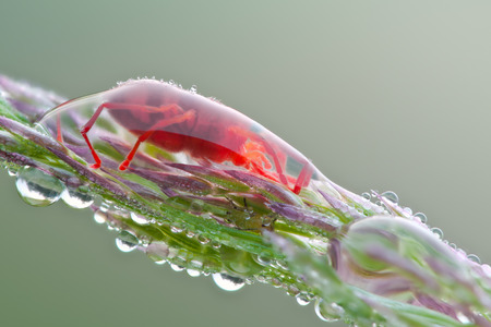 Red velvet mite on green leaf in waterdrop at morningの写真素材