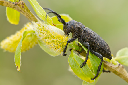 Lamia textor beatle on willow in springの写真素材