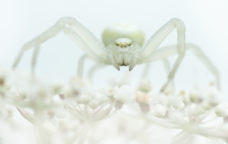 Goldenrod crab spider sitting on a white plant with white backgroundの写真素材