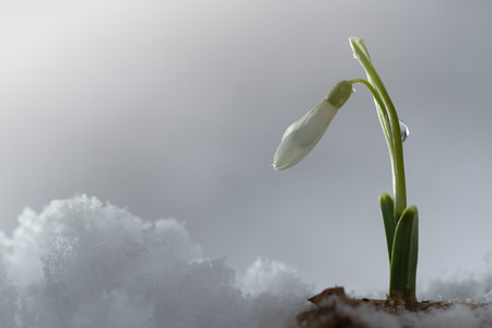 Galanthus nivalis, snowdrop flower on snow