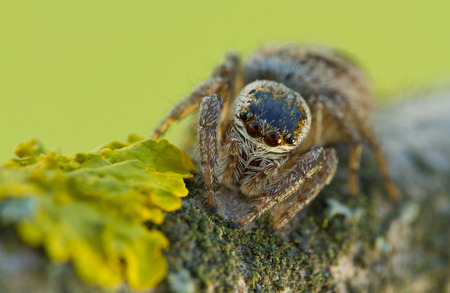 Evarcha arcuata Jumping Spider Macro Shot in natureの写真素材